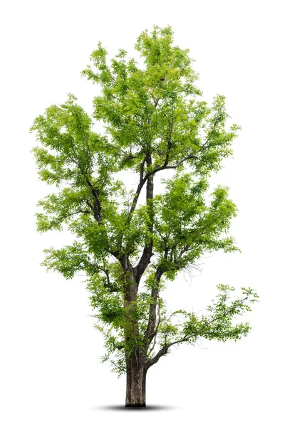 Isolierter Grüner Baum Auf Weißem Hintergrund Isolierte Bäume Auf Weißem — Stockfoto