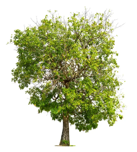 Albero Verde Isolato Sfondo Bianco Alberi Isolati Sfondo Bianco Alberi — Foto Stock