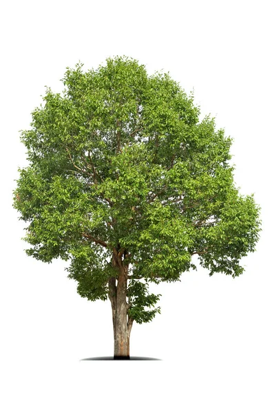 Isolierter Grüner Baum Auf Weißem Hintergrund Isolierte Bäume Auf Weißem — Stockfoto