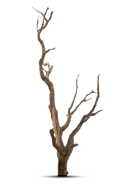 Arbre Vieux Mort Isolé Sur Fond Blanc — Photo