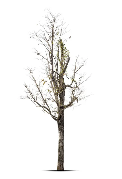 Árvore Morta Isolada Fundo Branco Caminho Recorte — Fotografia de Stock
