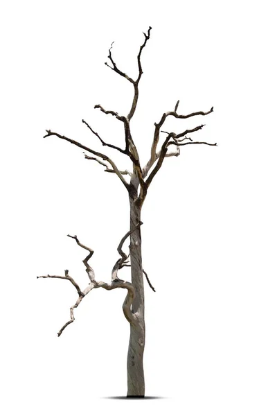 Νεκρό Δέντρο Απομονωμένο Λευκό Φόντο Χαράσσοντας Μονοπάτι — Φωτογραφία Αρχείου