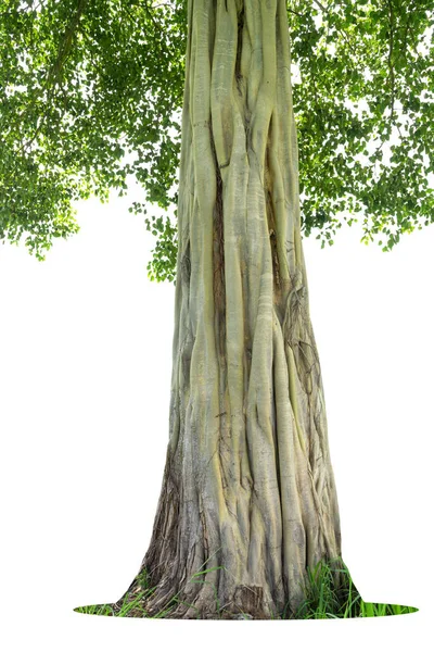 Bild Der Basis Eines Baumes Auf Weißem Hintergrund — Stockfoto