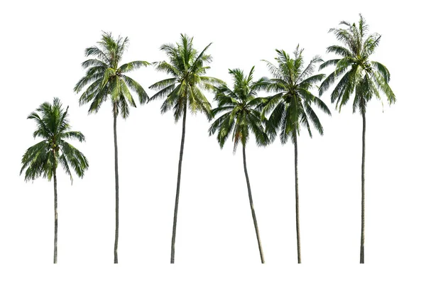 Palmera Coco Aislada Sobre Fondo Blanco Palmera Contra Fondo Blanco — Foto de Stock