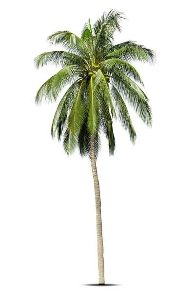 Kokosové Palmy Izolované Bílém Pozadí Palma Proti Bílému Pozadí — Stock fotografie