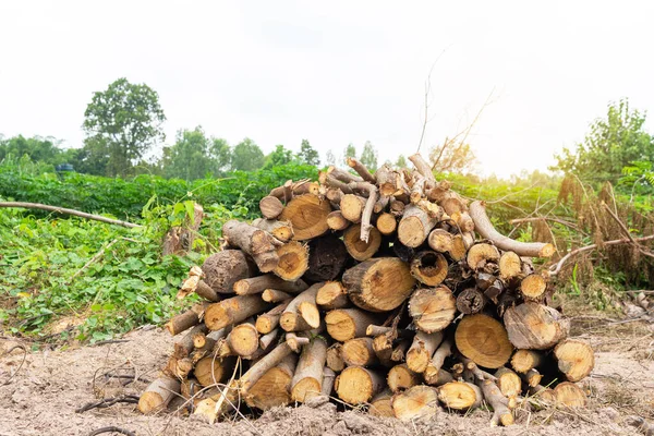 Firewood Woodpile Troncos Pinho Recém Picados Floresta Empilhados Uns Cima — Fotografia de Stock