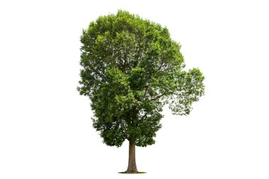 Beyaz zemin üzerinde izole edilmiş yeşil ağaç, beyaz zemin üzerinde izole edilmiş ağaçlar, tasarım, reklam ve mimari için izole edilmiş tropikal ağaçlar..