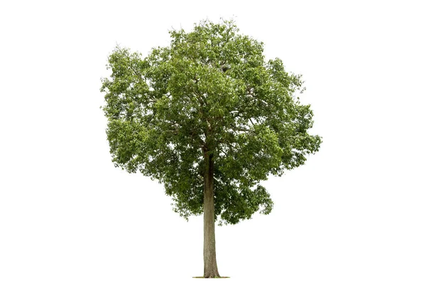 Izolovaný Zelený Strom Bílém Pozadí Stromy Izolované Bílém Pozadí Tropické — Stock fotografie