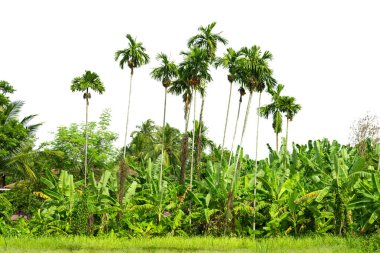Palmiye yağı tarlaları, palmiye bahçesi, beyaz arka planda izole edilmiş..