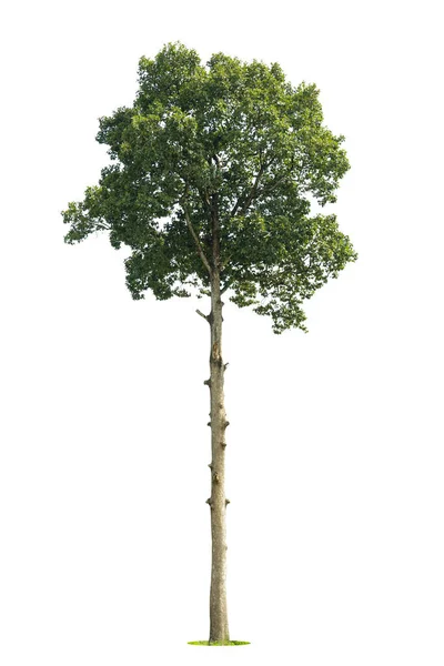 Isolierter Grüner Baum Auf Weißem Hintergrund Isolierte Bäume Auf Weißem — Stockfoto