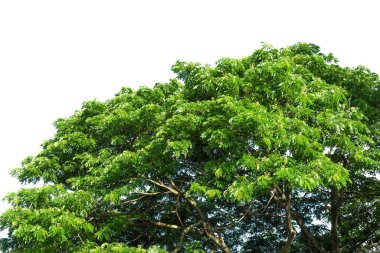 Ağaçların tepesi görünümü, beyaz arkaplanda yeşil yapraklı doğa arkaplanı.