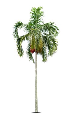 Betel fındık ağaçları ya da Areca fındık palmiyesi ağaçları beyaz arka planda izole edilmiş, kırpma yolları 