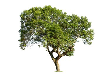 Beyaz zemin üzerinde izole edilmiş yeşil ağaç, beyaz zemin üzerinde izole edilmiş ağaçlar, tasarım, reklam ve mimari için izole edilmiş tropikal ağaçlar..