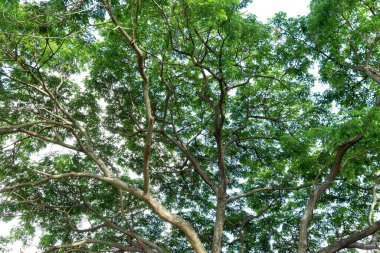  Ağaçlar ve yapraklar alçak bir açıdan en tepeye çıkarılmış. 