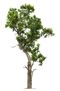 Beyaz zemin üzerinde izole edilmiş yeşil ağaç, beyaz zemin üzerinde izole edilmiş ağaçlar, tasarım, reklam ve mimari için izole edilmiş tropikal ağaçlar..