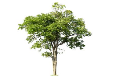 Beyaz zemin üzerinde izole edilmiş yeşil ağaç, beyaz zemin üzerinde izole edilmiş ağaçlar, tasarım, reklam ve mimari için izole edilmiş tropikal ağaçlar..