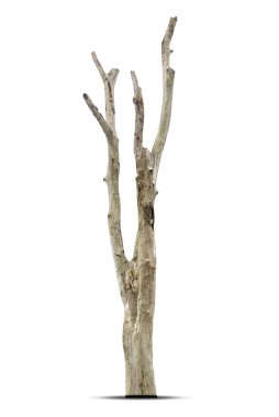 Beyaz arkaplanda izole edilmiş tek bir yaşlı ve ölü ağaç.