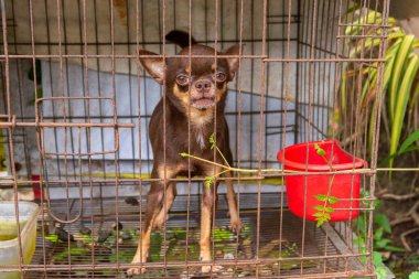 Chihuahua yavruları çelik bir kafeste yaramazca.