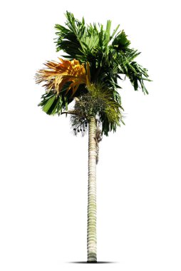 Betel fındık ağaçları ya da Areca fındık palmiyesi ağaçları beyaz arka planda izole edilmiş, kırpma yolları 