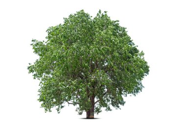 Beyaz zemin üzerinde izole edilmiş yeşil ağaç, beyaz zemin üzerinde izole edilmiş ağaçlar, tasarım, reklam ve mimari için izole edilmiş tropikal ağaçlar..