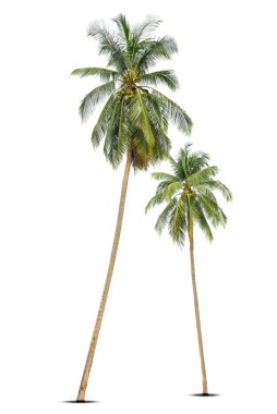 Beyaz arka planda izole edilmiş hindistan cevizi palmiyesi ağacı, Beyaz Arkaplan Karşısında palmiye ağacı.
