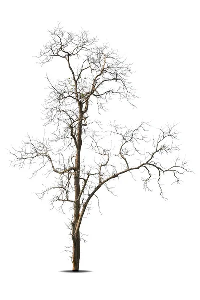 Martwe Drzewo Ścieżką Wycinania Izolowane Białym Tle — Zdjęcie stockowe