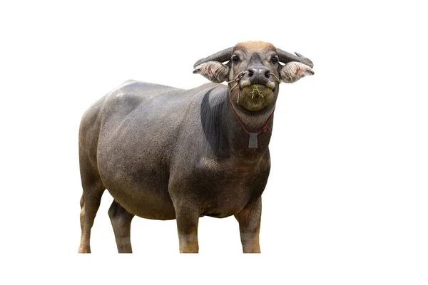 Jordbruk Träsk Buffel Isolerad Vit Bakgrund — Stockfoto