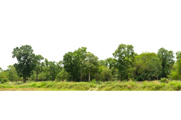 Вид Дерево Высокой Четкости Изолированное Белом Фоне Зеленые Деревья Лес — стоковое фото