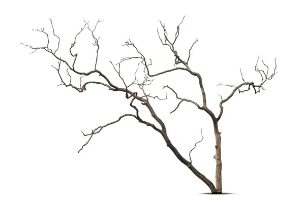 在白色背景上隔离的枯树 剪开路径 — 图库照片