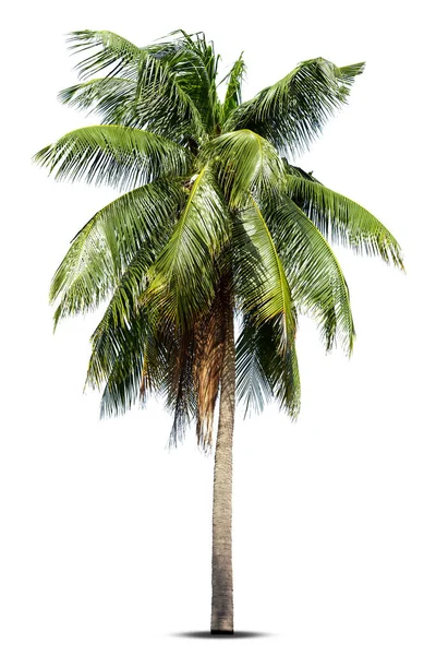 Palmera Coco Aislada Sobre Fondo Blanco Palmera Contra Fondo Blanco — Foto de Stock