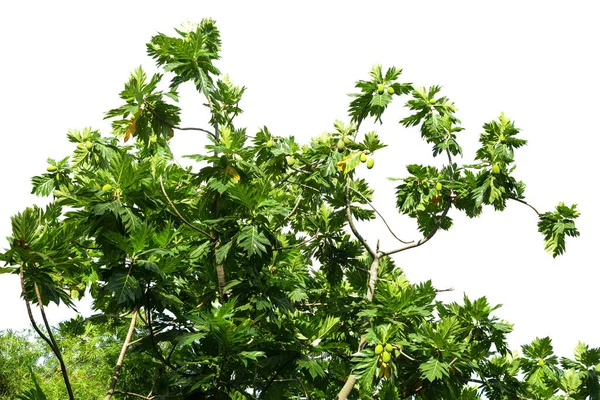 Pão Artocarpus Altilis Com Folhas Verdes Jardim Livre Com Luz — Fotografia de Stock