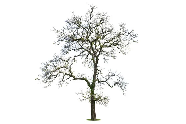 Baum Winter Baum Ohne Blätter Isoliert Auf Weißem Hintergrund — Stockfoto