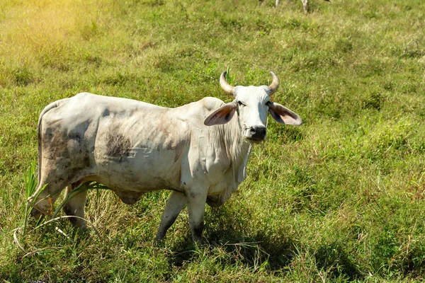 Cow on a green meadow Pasture for cattle, Cow in the countryside outdoors, Cows graze on a green summer meadow in Thailand,  Rural landscapes with cows on summer pasture.