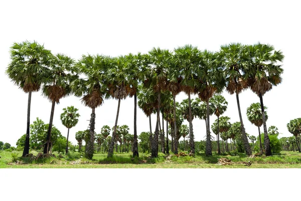 Trees Sugar Palm Trees Line Isolated White Background — Stock Photo, Image