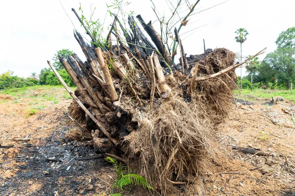Árbol Bambú Arde Pero Sólo Tocón Árbol Bambú Murió Causa — Foto de Stock