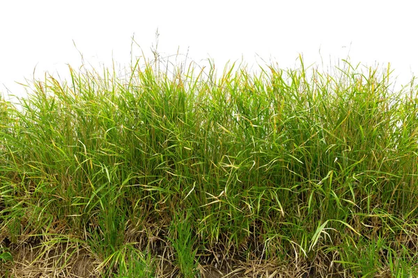 Вьетнамосаса Пузилла Бамбуковая Трава Поле Изолированные Белом Фоне — стоковое фото