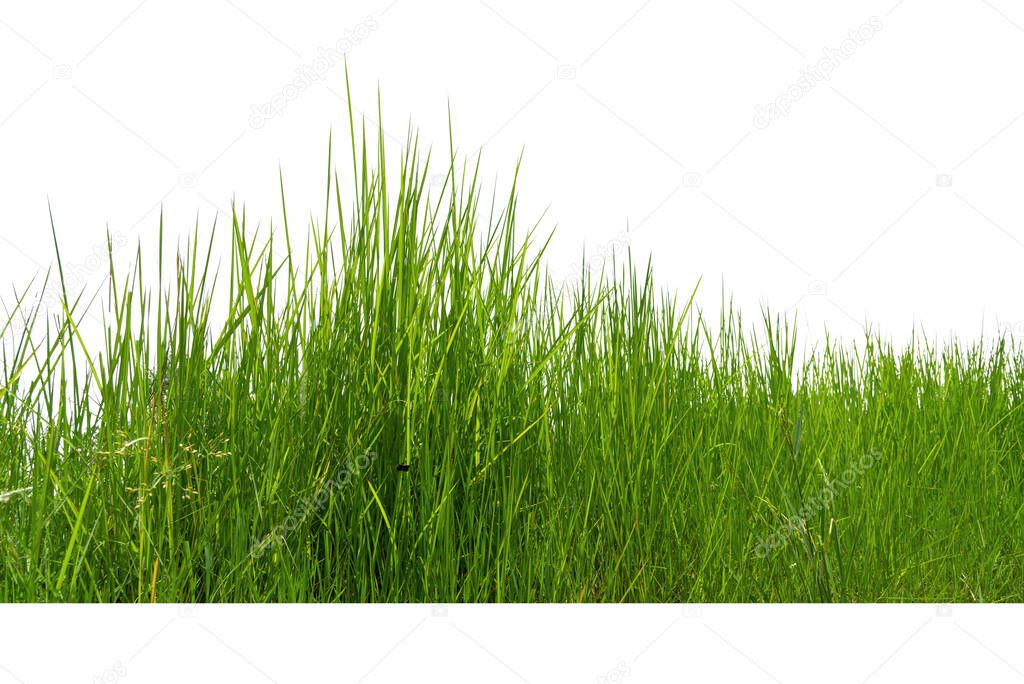 Imperata cylindrica Beauv, of  green grass in nature, isolate on white background.
