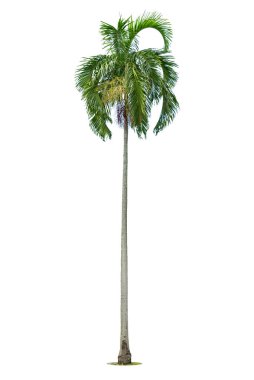 Betel fındık ağaçları ya da Areca fındık palmiyesi ağaçları beyaz arka planda izole edilmiş, kırpma yolları 