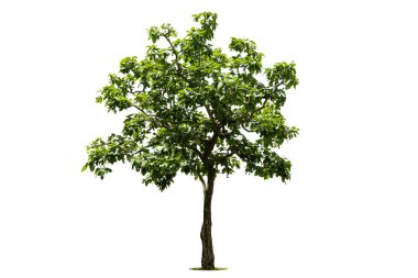 Beyaz zemin üzerinde izole edilmiş yeşil ağaç, beyaz zemin üzerinde izole edilmiş ağaçlar, tasarım, reklam ve mimari için izole edilmiş tropikal ağaçlar..