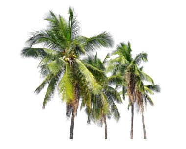 Beyaz arka planda izole edilmiş hindistan cevizi palmiyesi ağacı, Beyaz Arkaplan Karşısında palmiye ağacı.