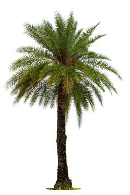 Beyaz arka plan üzerinde izole yeşil güzel hurma ağacı.