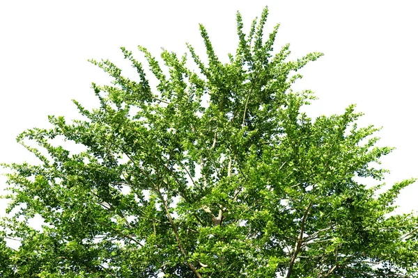 Träd Ovanifrån Natur Bakgrund Med Gröna Blad Isolerad Vit Bakgrund — Stockfoto