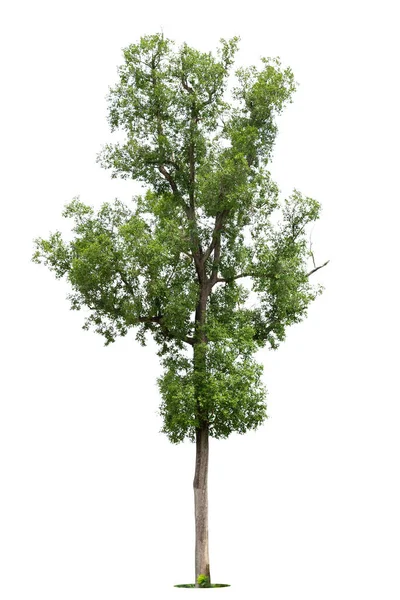 Árbol Verde Aislado Sobre Fondo Blanco Árboles Aislados Sobre Fondo — Foto de Stock