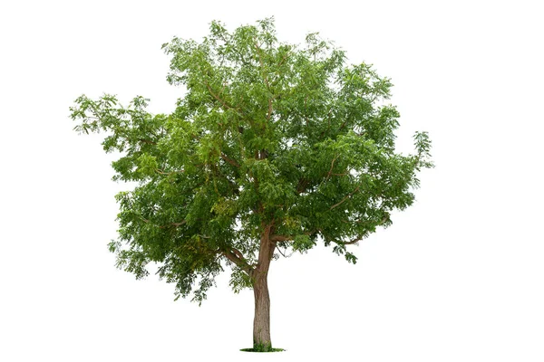 Ізольовані Зелені Дерева Білому Тлі Дерева Ізольовані Білому Тлі Тропічні — стокове фото