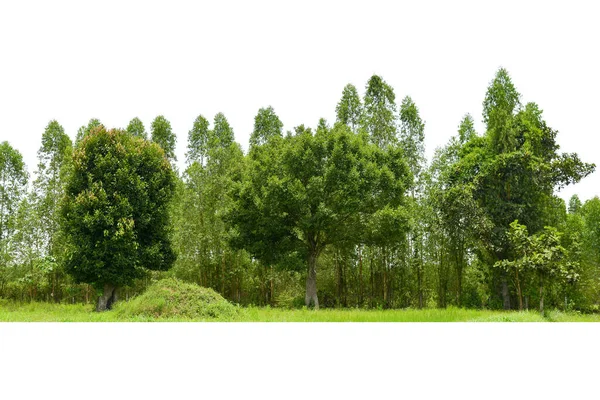 在白色背景上隔离的高清晰度树的视图 在白色背景上隔离的树群 — 图库照片
