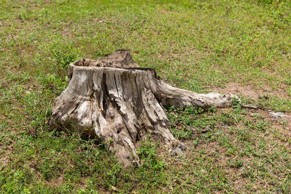 Trockener Baumstumpf Auf Der Wiese Bild Mit Kopierraum Toter Baum — Stockfoto