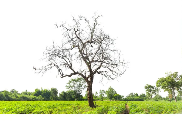 Bitkilerin Ortasındaki Kuru Ölü Ağaç Yeşil Çimenlikteki Ölü Ağaç Izole — Stok fotoğraf