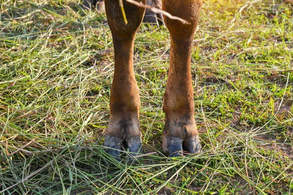 Zampa Una Mucca Piedi Terra Nella Fattoria — Foto Stock