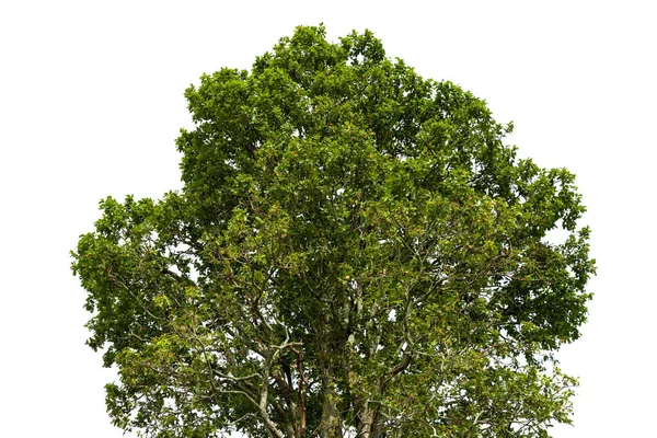 Bomen Bladeren Genomen Vanuit Een Lage Hoek Naar Bovenkant Van — Stockfoto