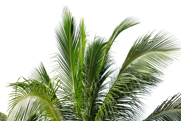 Leaves Coconut Tree Isolated White Background Clipping Path Included — Stock Photo, Image